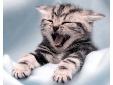 kedi16pf0qzov7.jpg