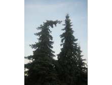 По Курдюмову))) 