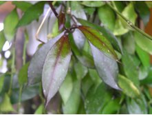 Hoya lacunosa 4 (heart shape leaf+