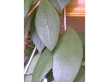 Хойя erythrostemma
