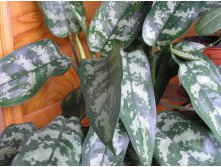 Aglaonema commutatum \"Maria\"