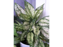 Aglaonema \"First Diamond\"