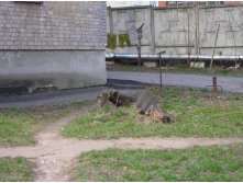 собака-коряга.JPG