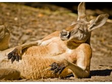 FunnyAnimalPictures3.jpg
