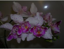 Phalaenopsis 'Pink Irbis' Peloric