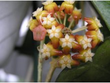 HOYA CALLISTOPHYLLA