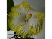 025 - Lemon Chiffon.jpg