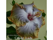 029 - Creole Lady.jpg