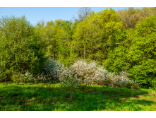 IMG_7971.png