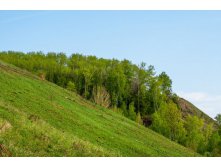 IMG_7998.jpg