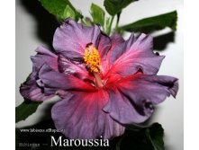 041 - Maroussia.jpg