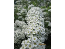 IMG_0698.JPG