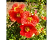  Potentilla f. Red Ace - 1,97