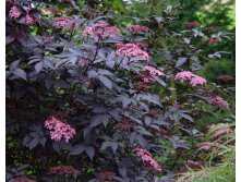 Бузина Sambucus nigra Black Lace - 3,98.