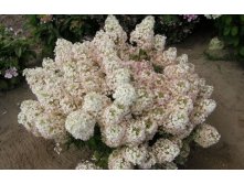 Гортензия Hydrangea pan.Bobo - 5,57.