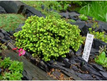 Ель Picea abies Little Gem - 2,39.