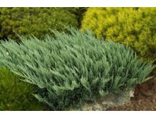 Можжевельник Juniperus hor Blue Chip - 1,86.