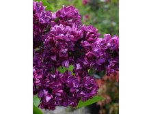 Сирень Syringa v.Charles Joly - 3,59.