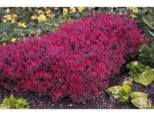 Барбарис Berberis thunb.Bagatelle - 2,00.
