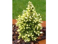 Ель Picea gl.Daisys White - 2,25.