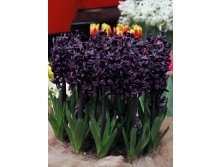 Hyacinth Dark Dimention 417,5.  3 .jpg