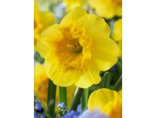 Narcissus Curly Lace 140,2.  10 ..jpg