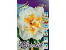 Narcissus Dolly Mollinger 172.  10 ..jpg