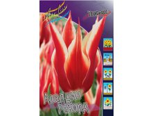 Tulipa Aladdin's Record 93,3. 10.jpg