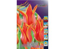 Tulipa Cobra 98,5.  10.jpg