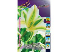 Tulipa Green Star 134,2.  10..jpg