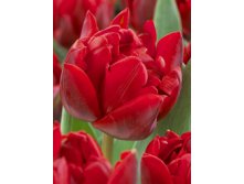 Tulipa Red Nova 139,3.  10.jpg