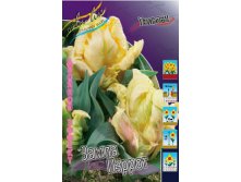 Tulipa Zampa Parrot 251,7.  10.jpg