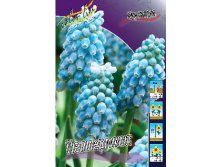 Muscari Peppermint 62,7.  10.jpg