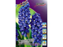 Muscari Superstar 617.  10.jpg