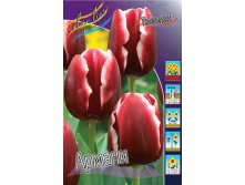 Tulipa Armani 98,5.  10.jpg