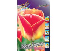 Tulipa Candy Corner 118,9.  10.jpg