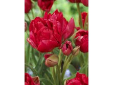 Tulipa Estatic 67,8.  5.jpg