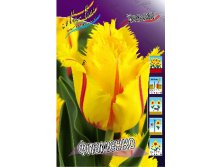 Tulipa Flamenco 118,9.  10.jpg