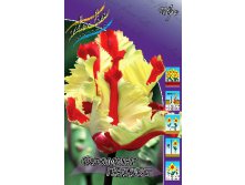 Tulipa Flaming Parrot 144,4.  10.jpg