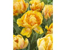 Tulipa Foxy Foxtrot 159,8.  10.jpg