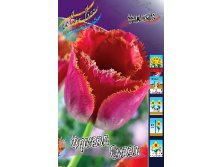 Tulipa Frezzle Sizzle 139,3.  10.jpg