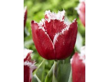 Tulipa New Santa 154,7.  10.jpg