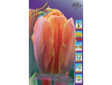 Tulipa Prinsess Irene 83,1.  10.jpg