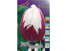 Tulipa Rems Favourite 129,1.  10.jpg