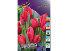 Tulipa Serenity 93,3.  10.jpg