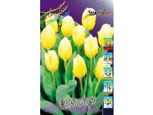 Tulipa Sweetheart 86,2.  10.jpg