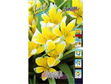 Tulipa Tarda 52,5.  10.jpg