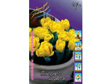 Tulipa Yellow Baby 118,9.  10.jpg