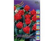 tulipa_abba_729ya._pp_10yaya.jpg