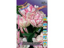 tulipa_belicia_1955ya._pp_10yaya..jpg